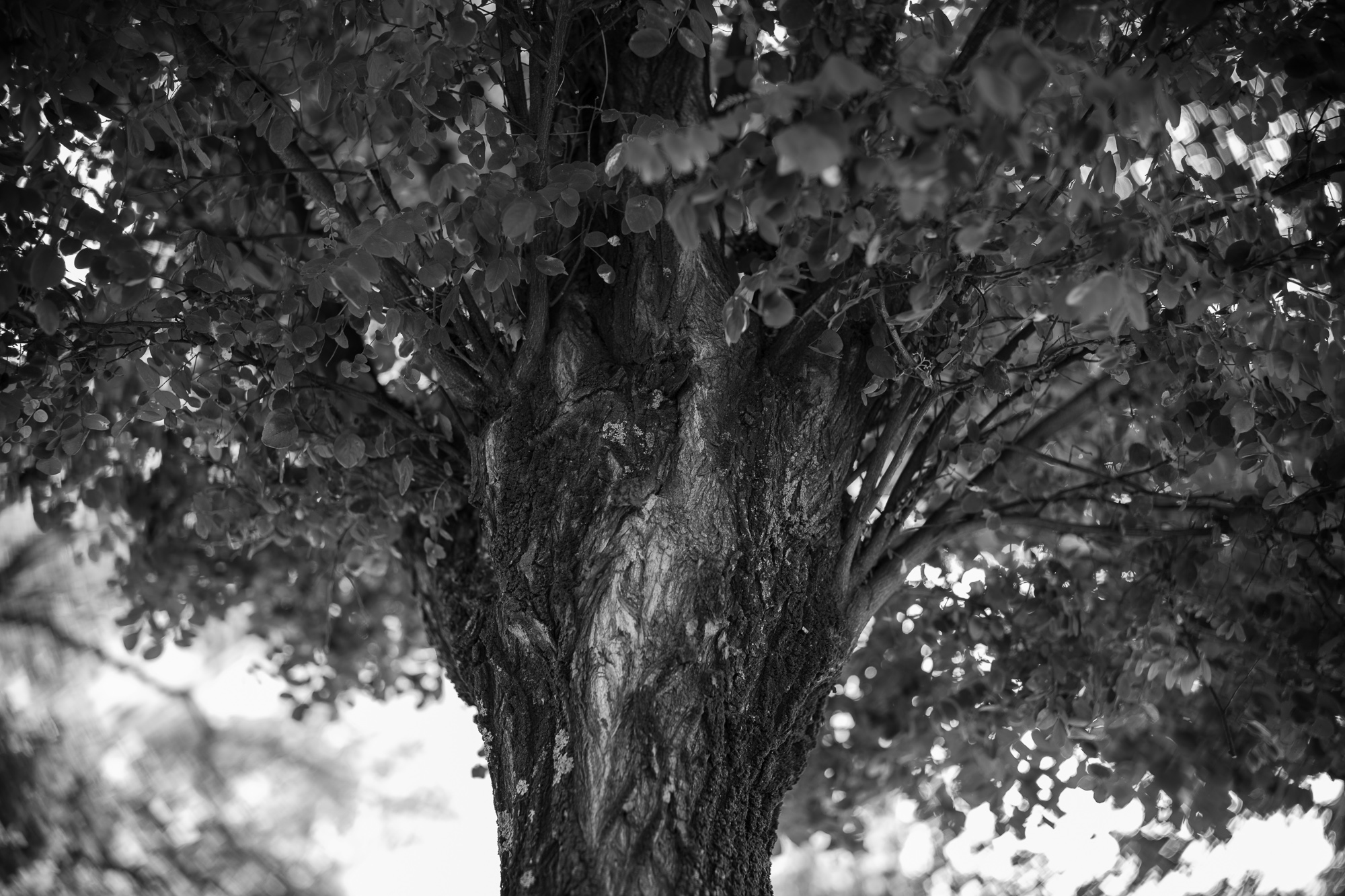 Obiektyw Voigtlander Nokton II 50 mm f/1,2 do Leica M